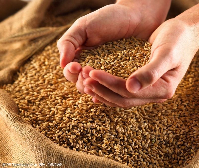 大米摄影图片素材 面制品及食用油类的视觉呈现