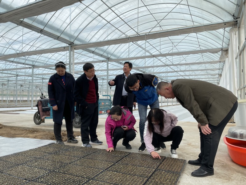 设施农业促增收 农技服务助春耕——技术与服务双轮驱动点亮现代农业新图景