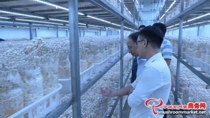 福建省古田县:校企对接 稳步提升高端食用菌工厂化栽培技术